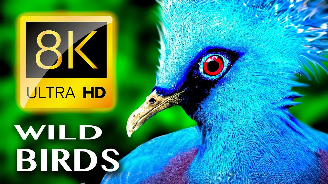 WILD BIRDS UNLIMITED COLLECTION 8K ULTRA HD poster