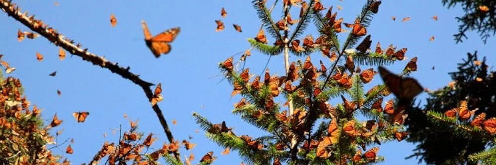 Flight of the Butterflies 4K 2012 big poster