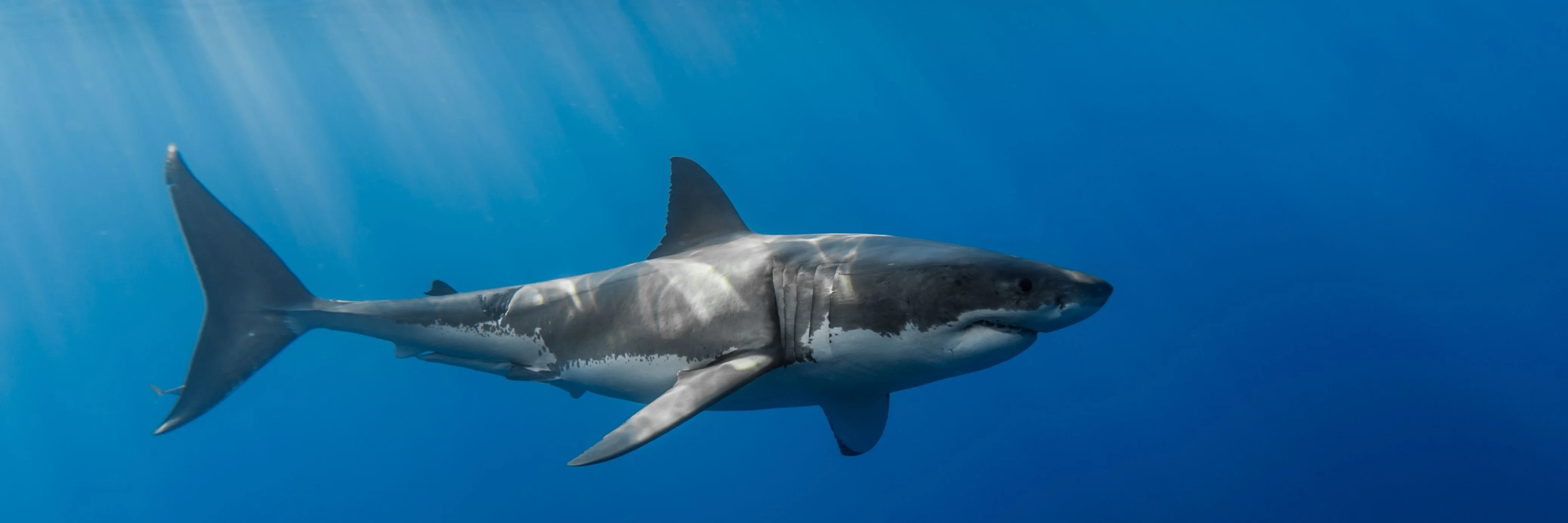 Great White Shark 4K 2013 big poster