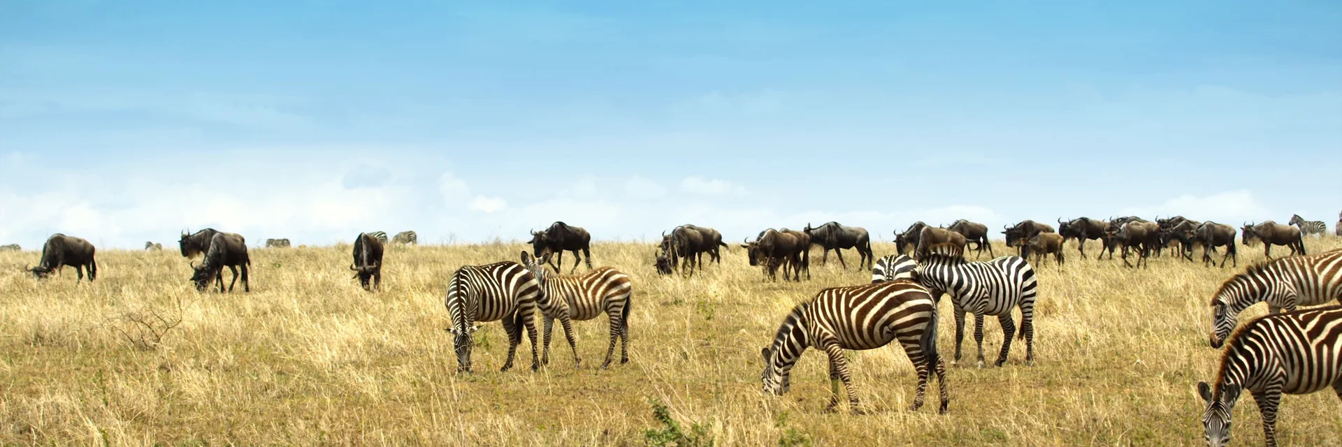 Serengeti: Nature's Greatest Journey 4K 2015 big poster