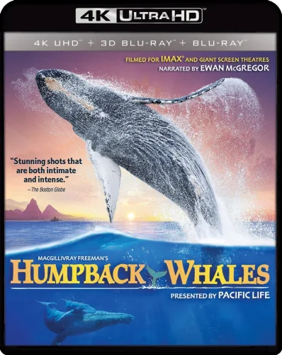 Humpback Whales 4K 2015 poster